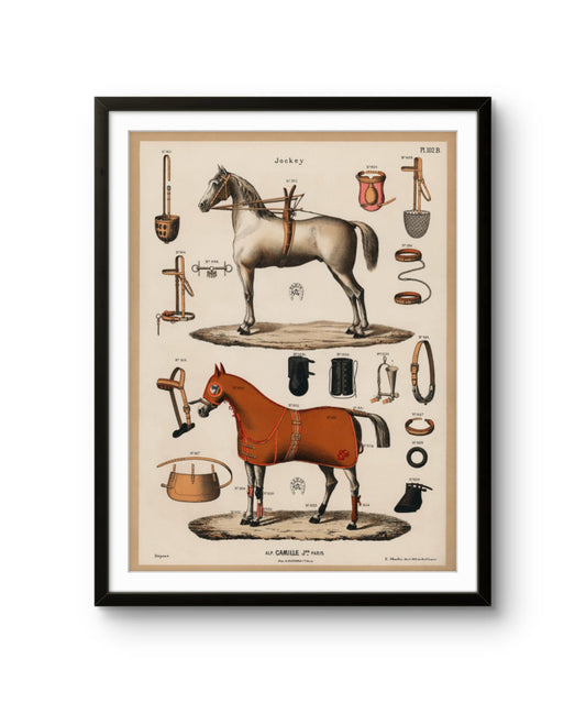 Vintage Horse Anatomy