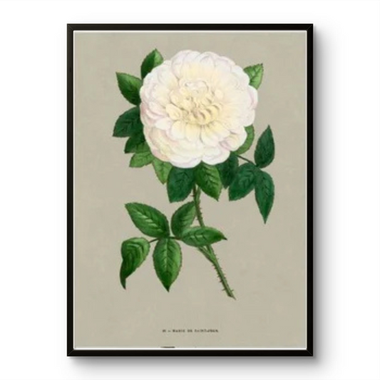 White French Rose