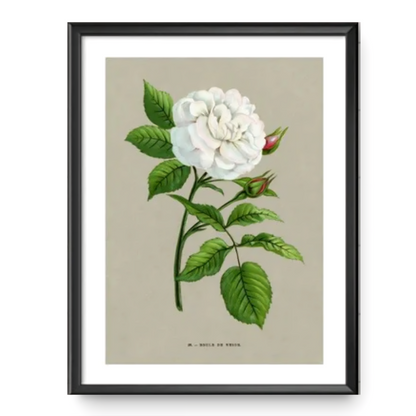 White Rose