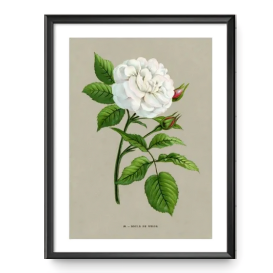White Rose