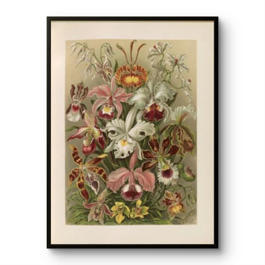 Flowers illustration from Kunstformen der Natur- Ernst Haeckel