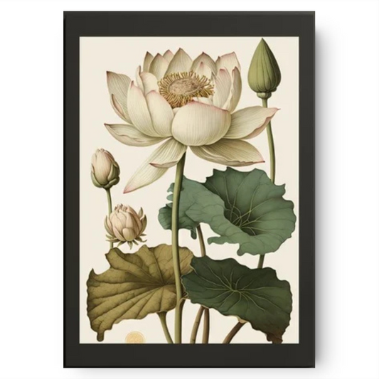Lotuses on the rise